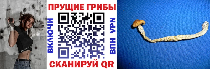 Псилоцибиновые грибы Psilocybe  дарнет шоп  OMG вход  Новопавловск 